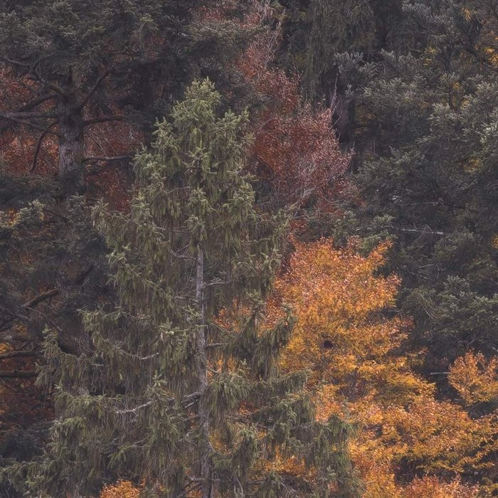 Warm Tones
