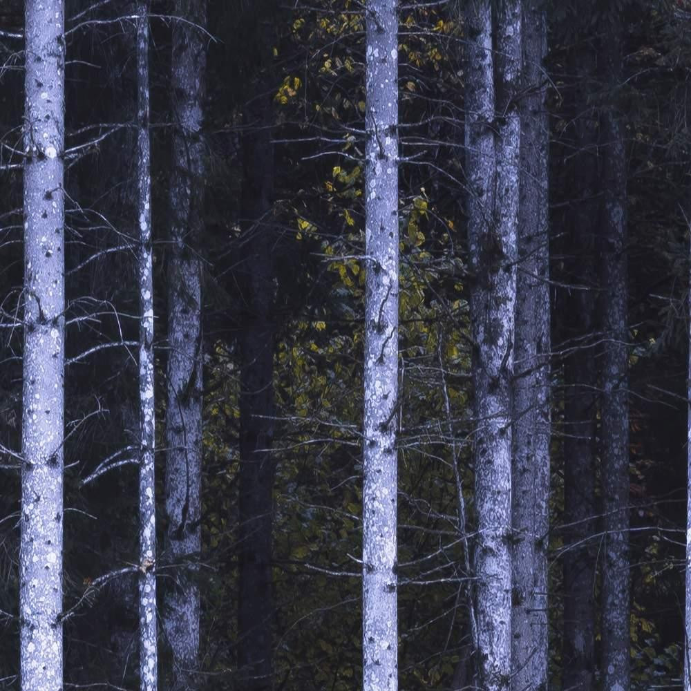 White Sticks