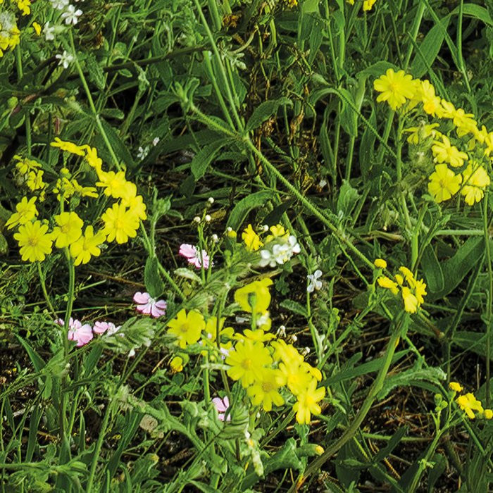 Blütenzauberwald