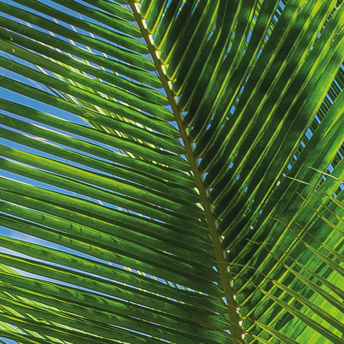 Caribbean Days II