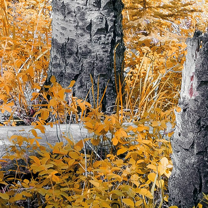 Colorful Aspenwoods