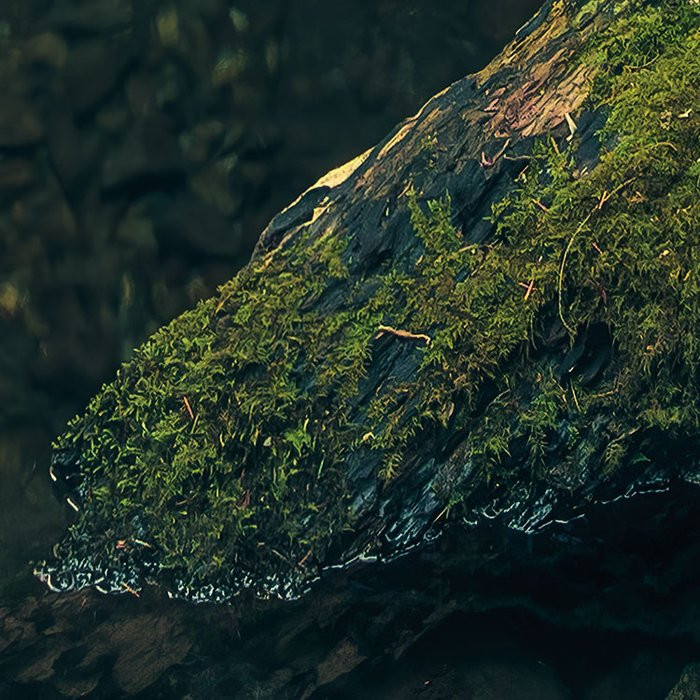 Elves Cathedral