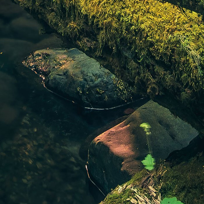 Elves Cathedral