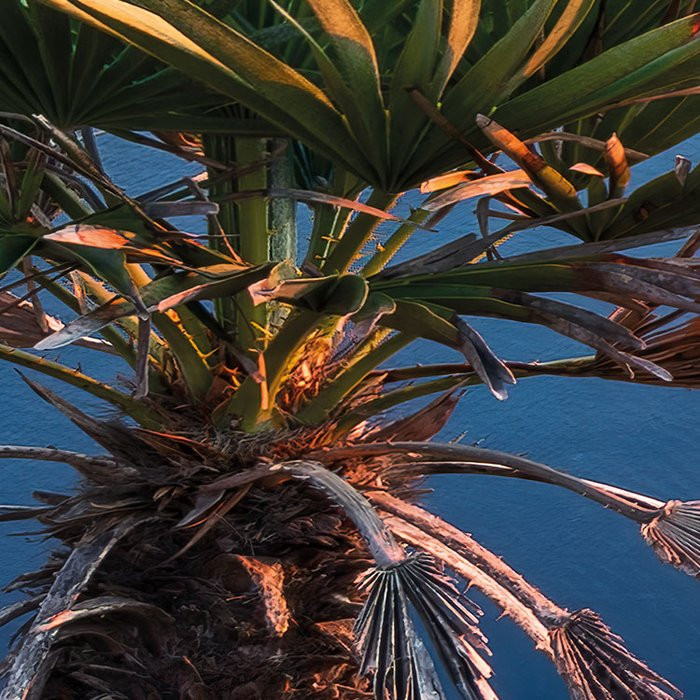 Island Paradise