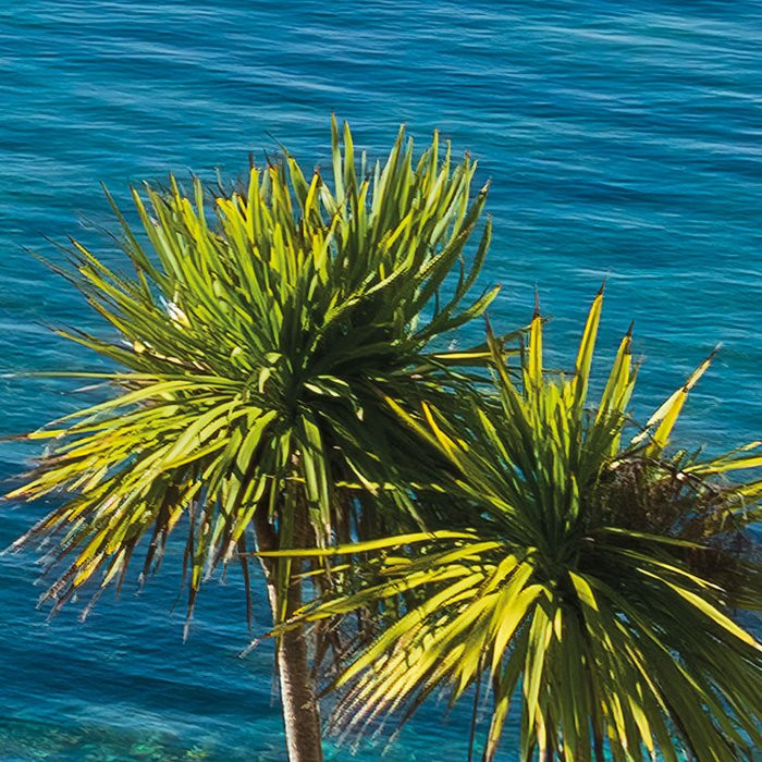 Paradise View