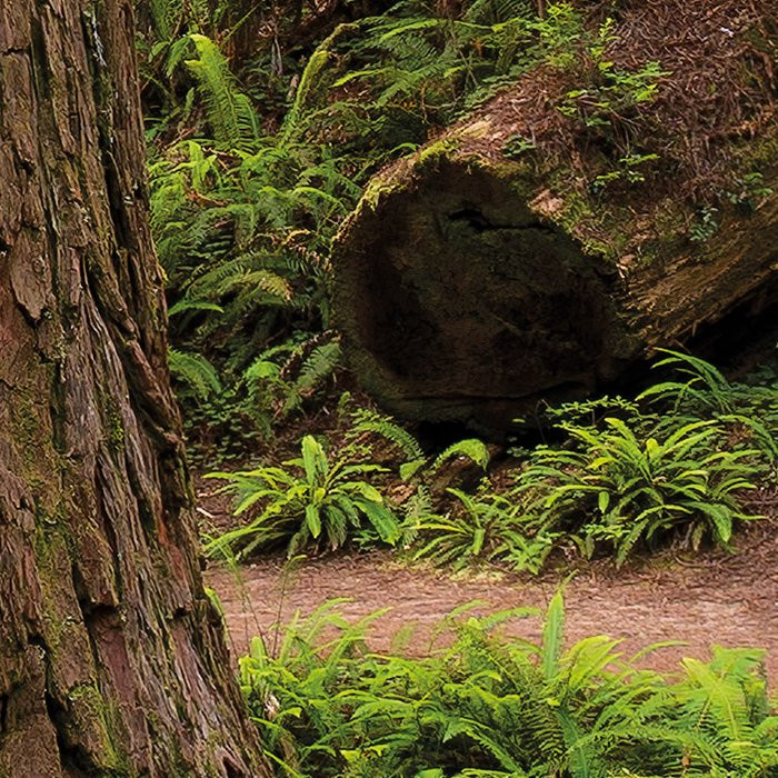 Redwood Trail
