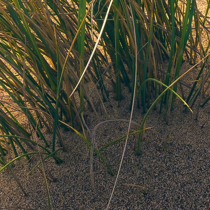 Vivid Dunes