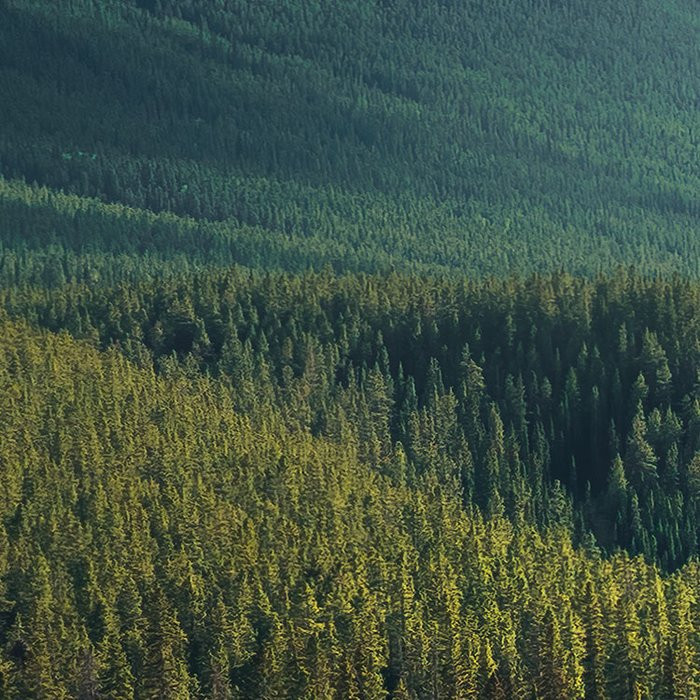 Wild Canada