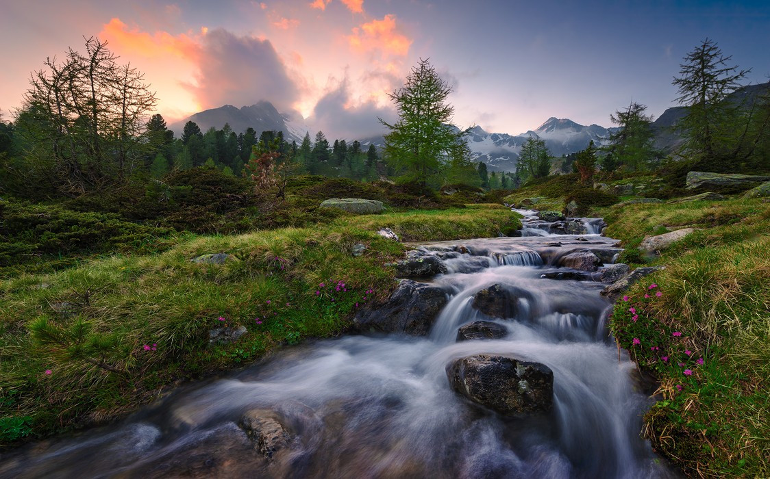 Wild Paradise