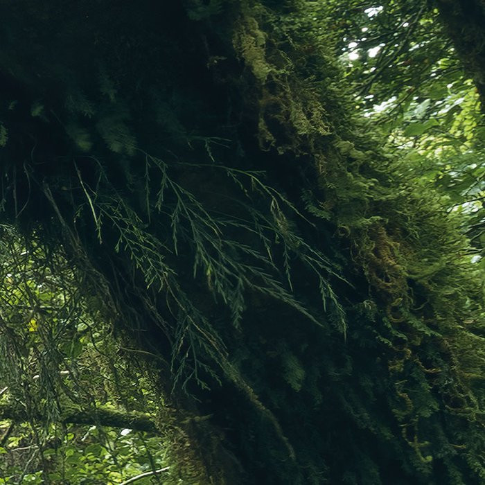 Ancient Green 