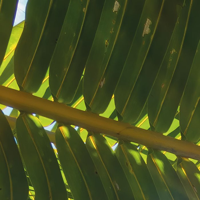 Coconut Heaven II 