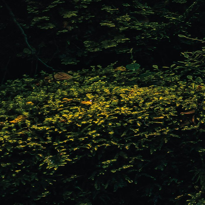 Fjordland Woods 