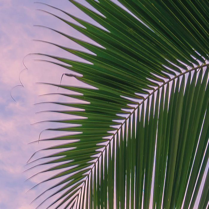 Hawaiian Dreams 