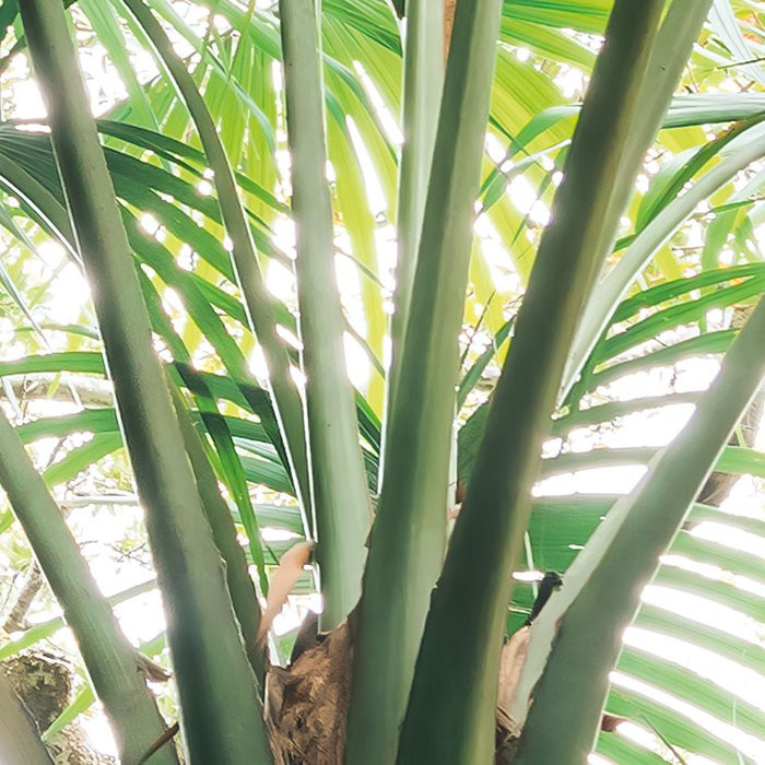 Touch the Jungle 