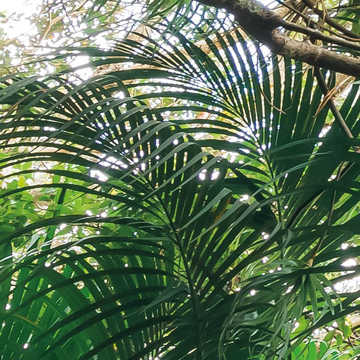 Touch the Jungle 