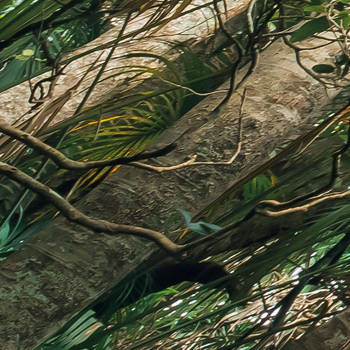 Touch the Jungle 