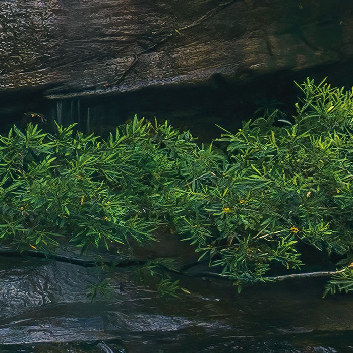 Golden Falls