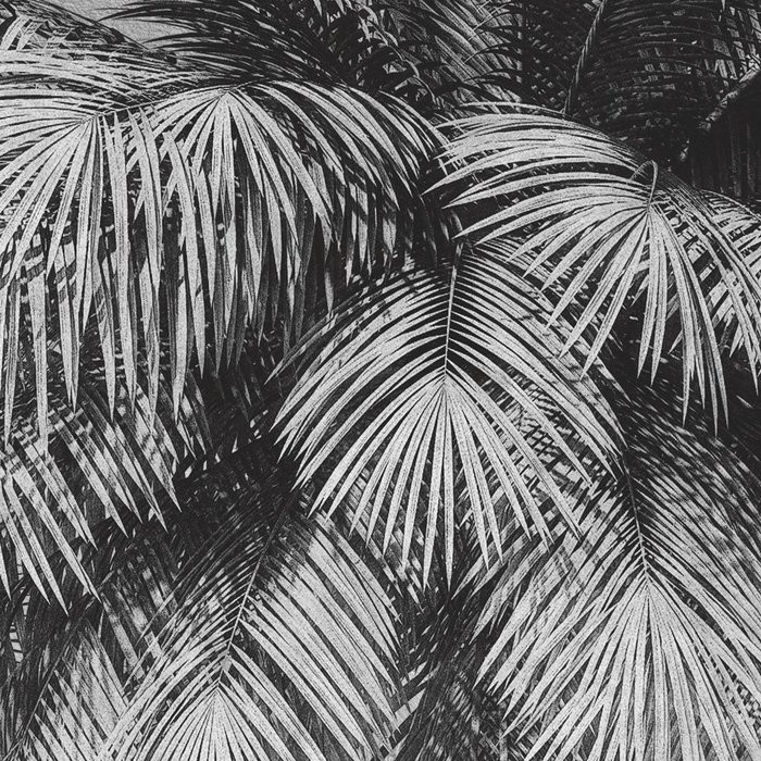 Coco Oasis