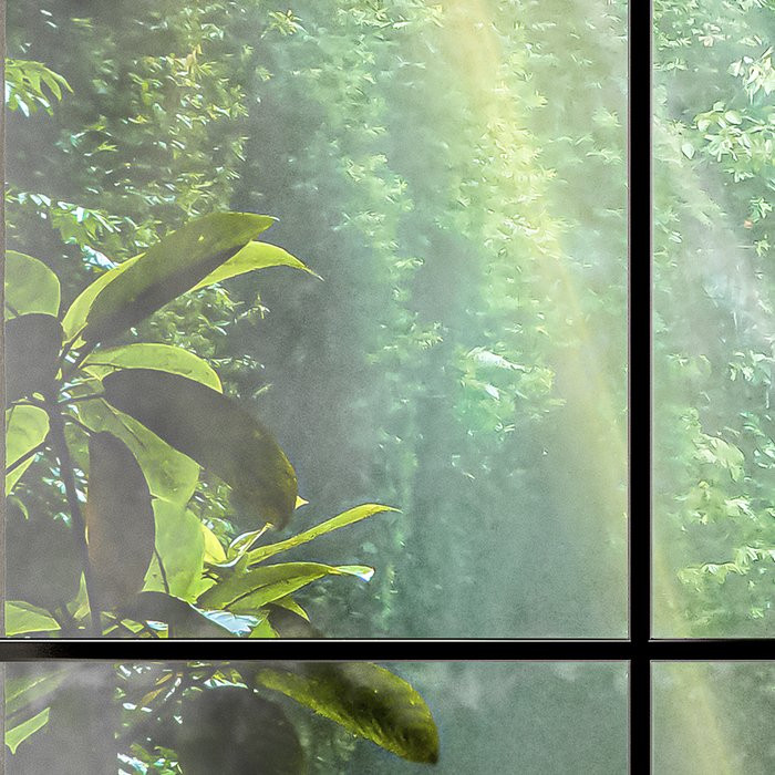 Rainforest