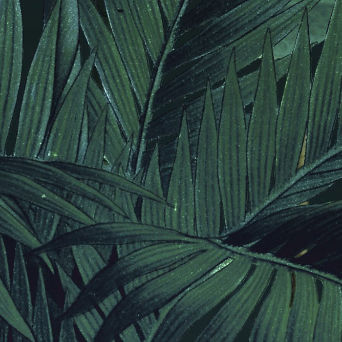 Jungle Night