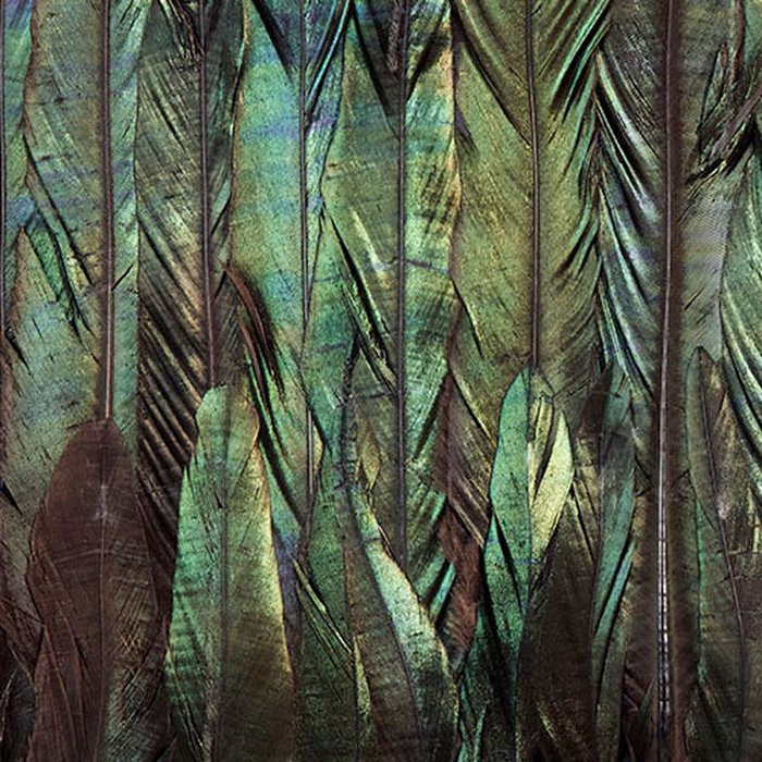 Dark Wings
