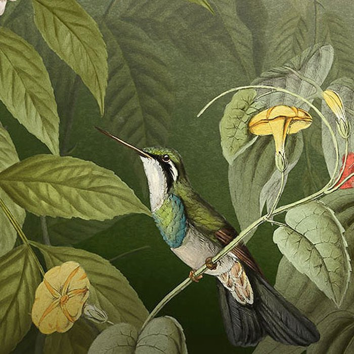 Wildlife Birds