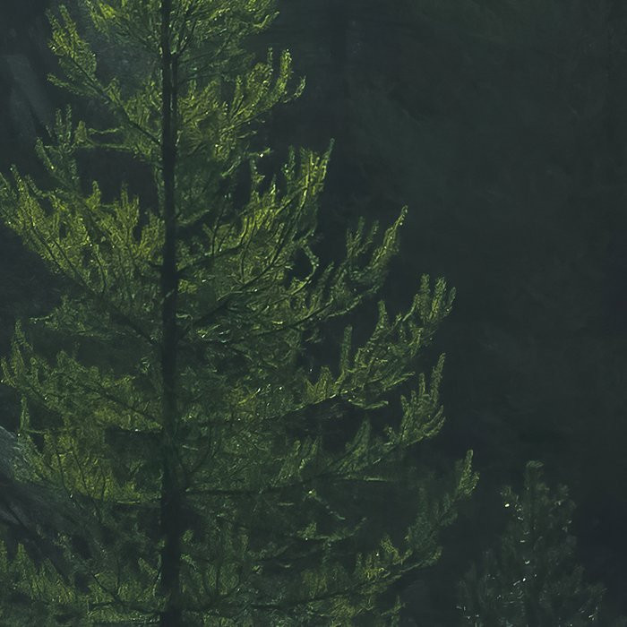 Misty Crowns