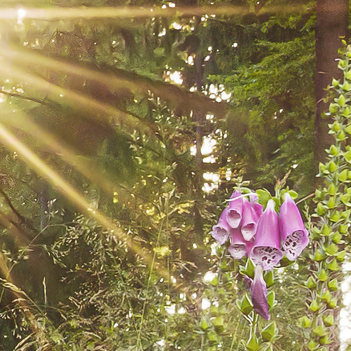 Summer Glade