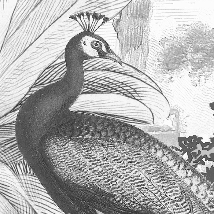 Flora and Fauna