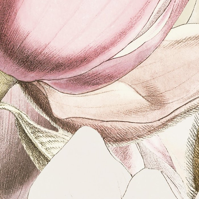 Petals
