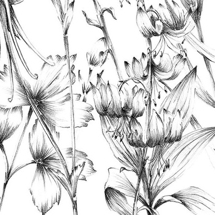 Butterfly Field