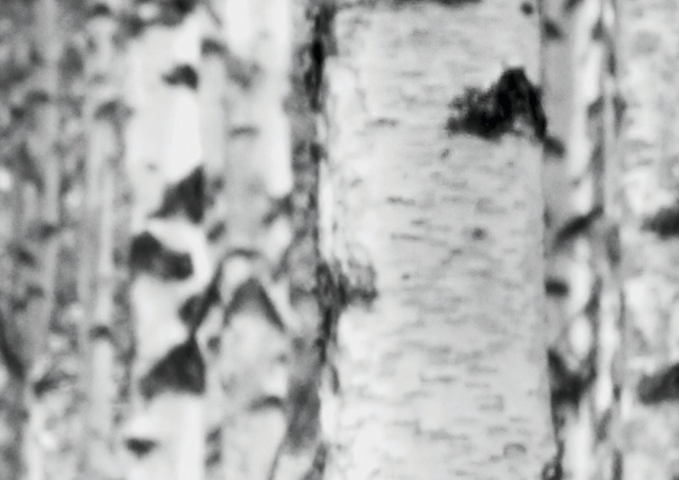 Woods