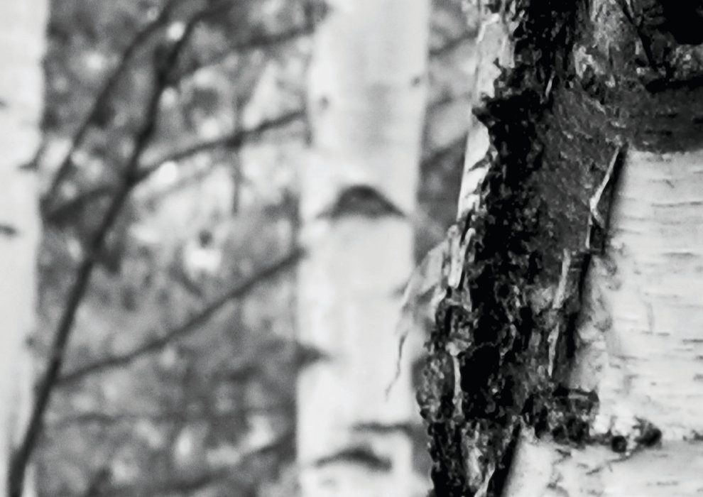 Woods