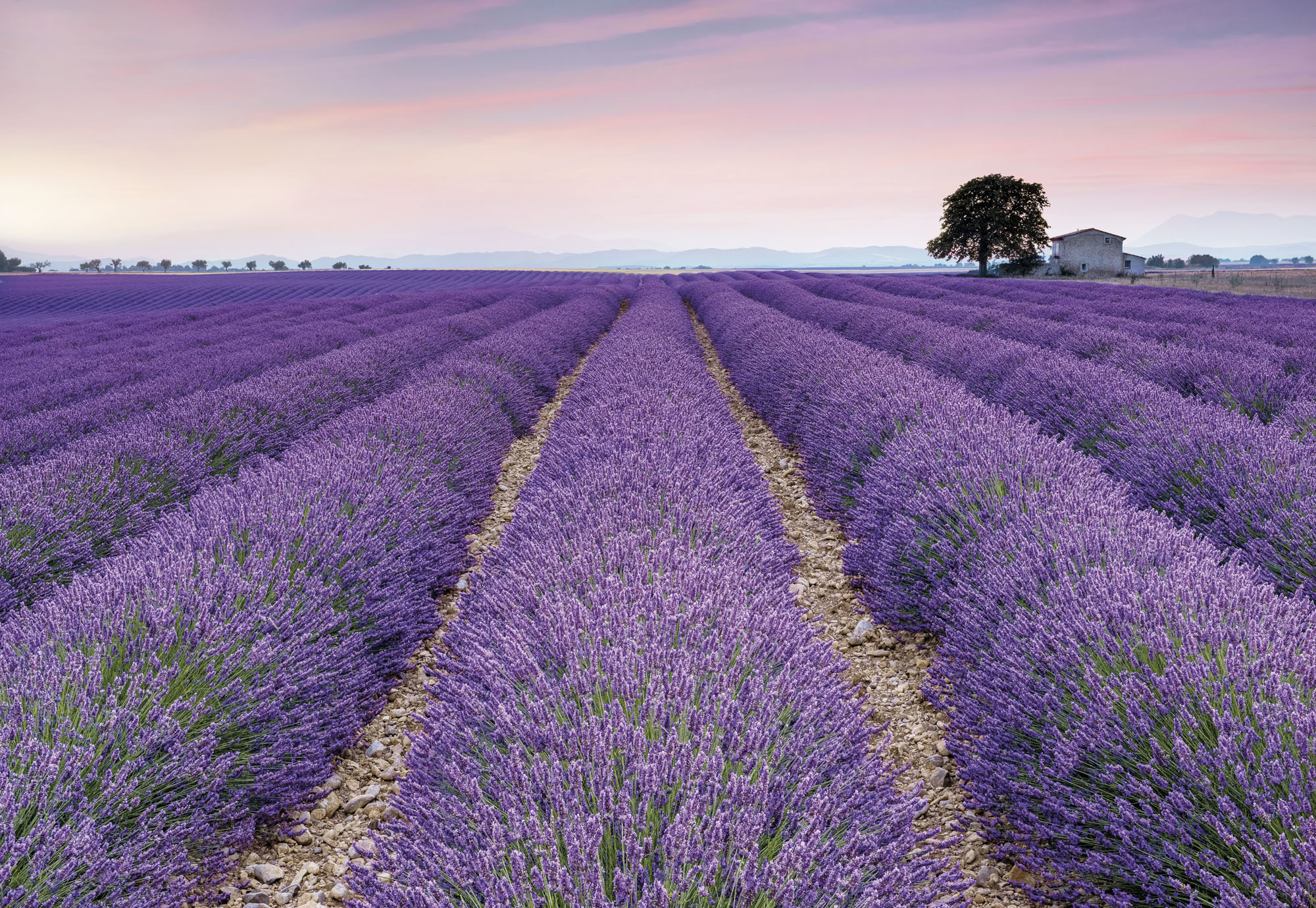 Provence 4K wallpapers for your desktop or mobile screen free and easy to  download